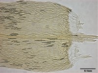 Calliergon giganteum Collection Image, Figure 11, Total 12 Figures